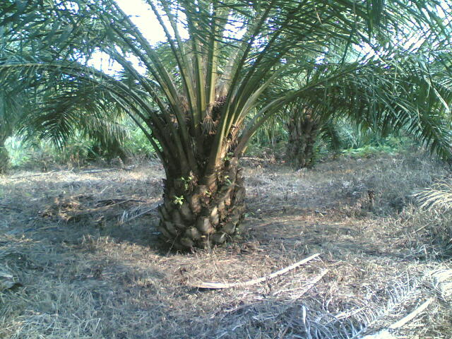 Kebun sawit di Tanjung Belit